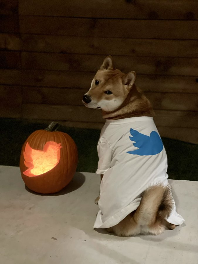 Musk entered Twitter, and then related concept tokens performed independently in the bear market Musk entered Twitter, and then related concept tokens performed independently in the bear market
