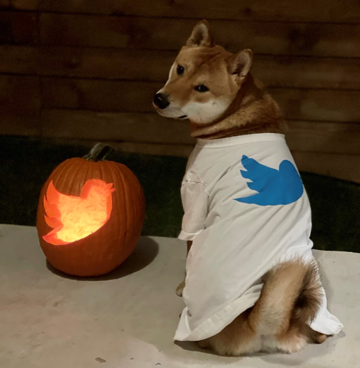 Following the Dogecoin Craze: Wrapped DOGE Following the Dogecoin Craze: Wrapped DOGE