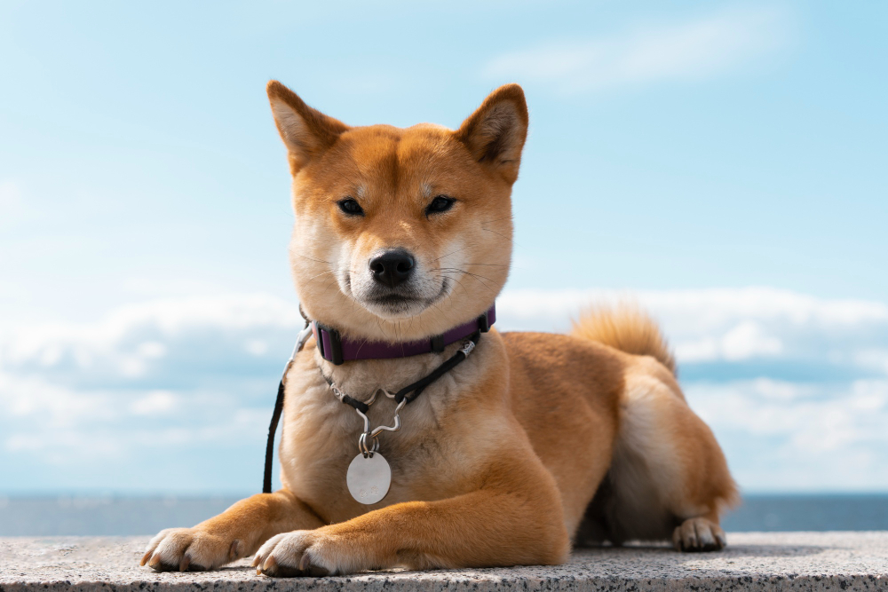 Meme Coin Rally With DOGE and PEPE Meme Coin Rally With DOGE and PEPE