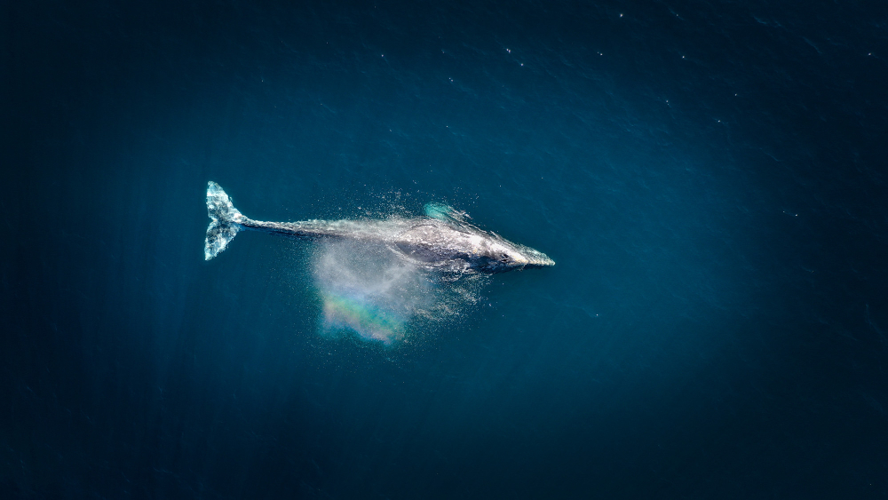 Bitcoin Whales Offload 70,000 $BTC, Valued at $3 Billion Bitcoin Whales Offload 70,000 $BTC, Valued at $3 Billion