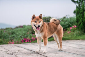 Shiba Inu Developers Launch Defi Bridge Linking Major Blockchains