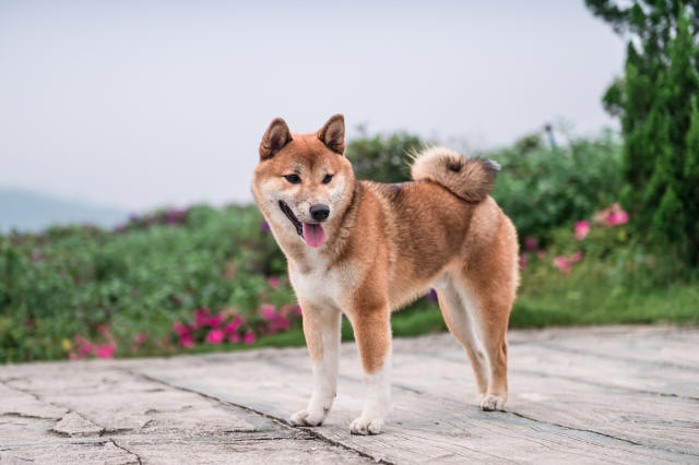 Shiba Inu Developers Launch Defi Bridge Linking Major Blockchains Shiba Inu Developers Launch Defi Bridge Linking Major Blockchains